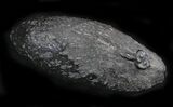 Shark Coprolite (Fossil Poo) - South Carolina #24453-1